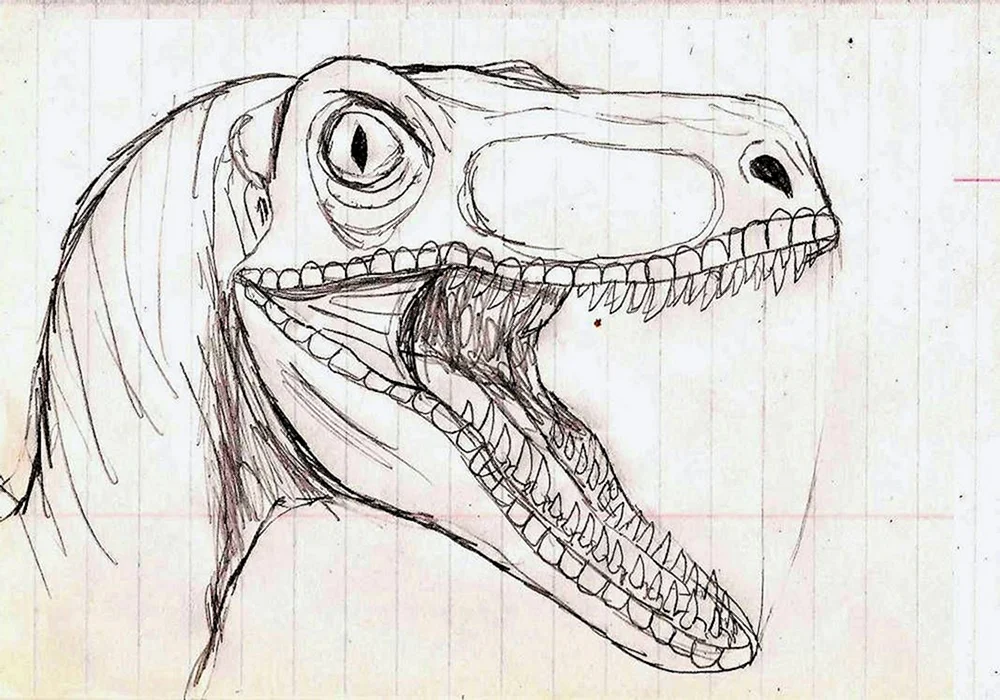 Veloceraptor Skizze