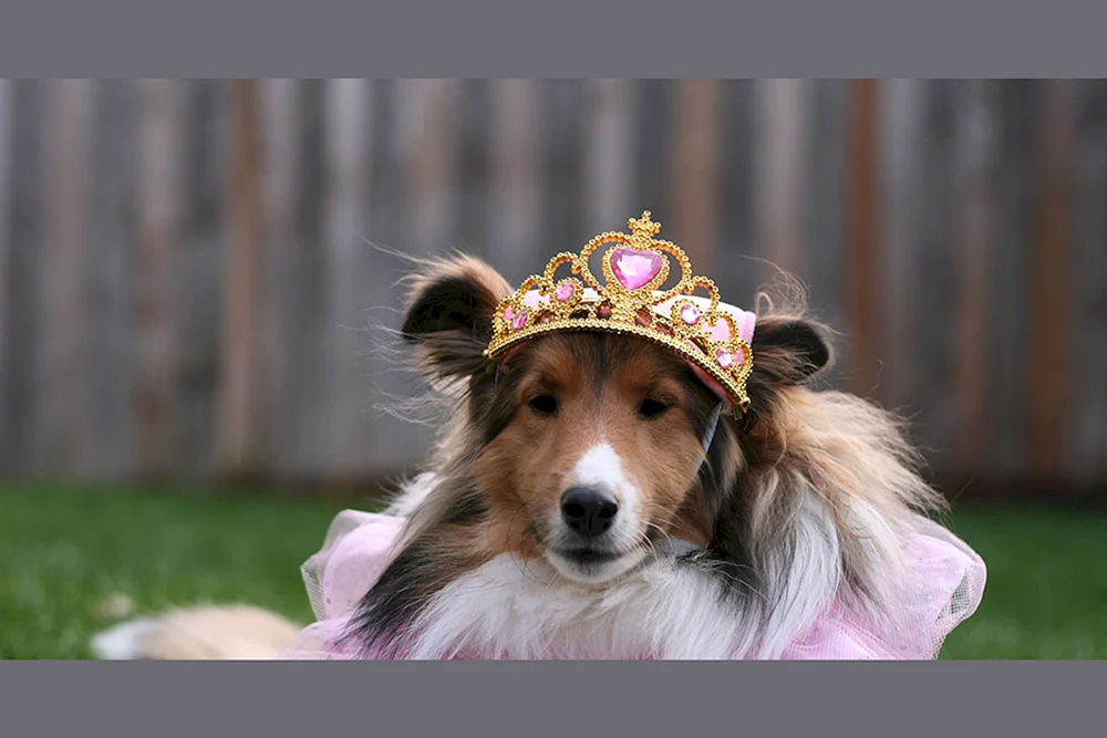 Welsh Corgi Pembroke