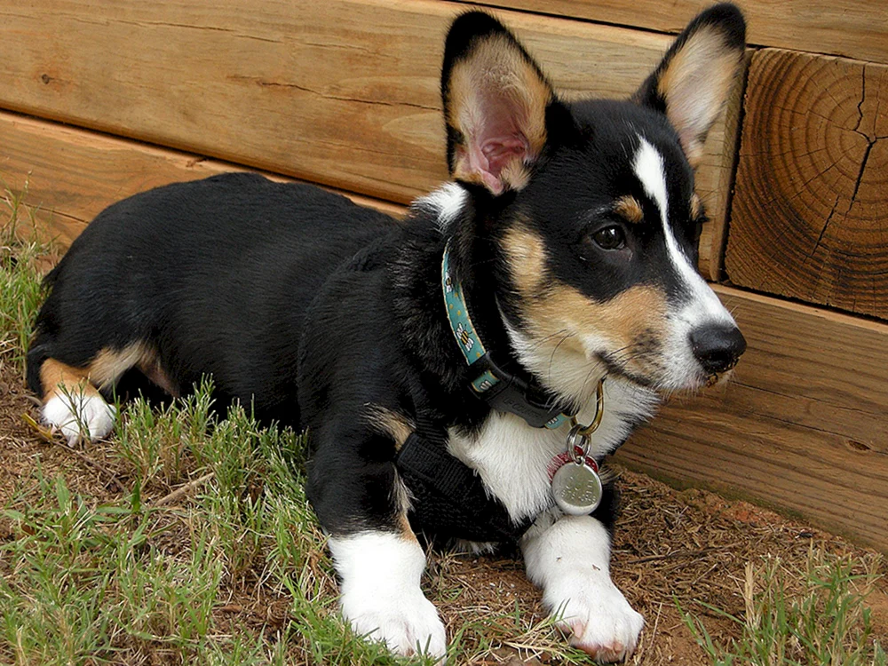 Welsh Corgi Pembroke