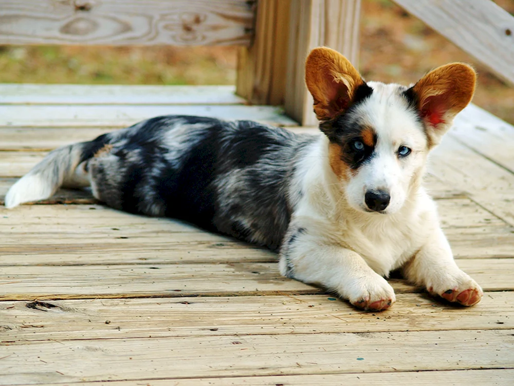 Welsh Corgi schwarz