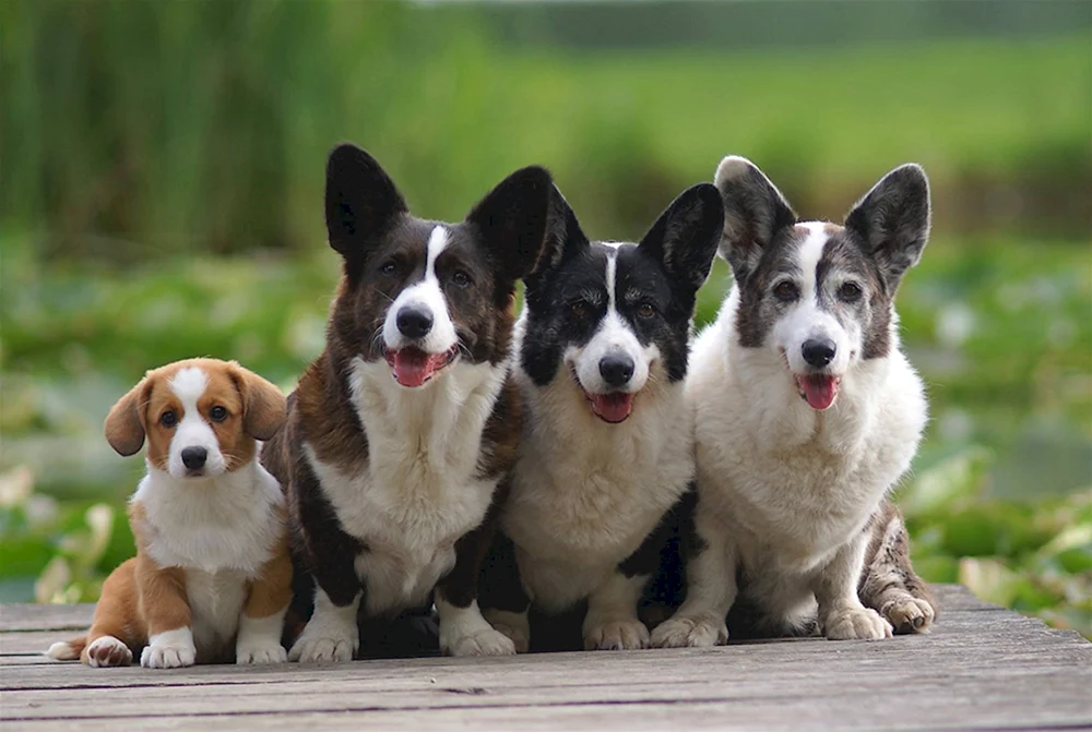 Welsh Corgi Pembroke