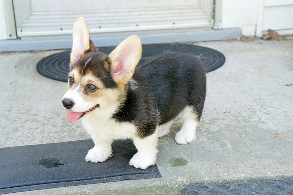 Welsh corgi black puppy