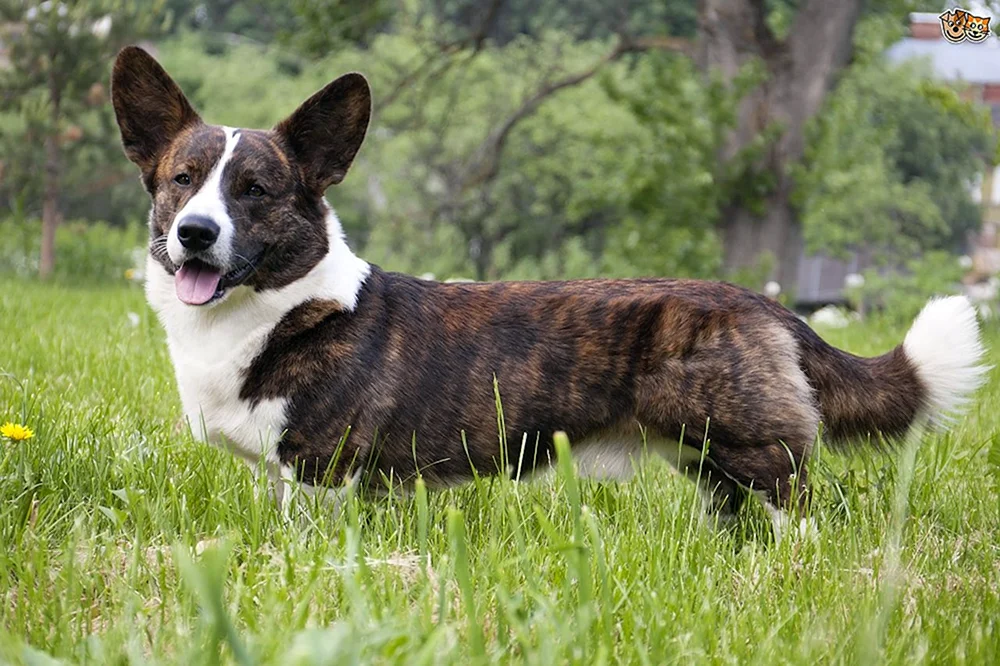 Welsh Corgi Pembroke