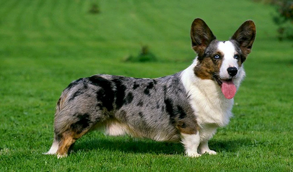 Welsh Corgi Strickjacke