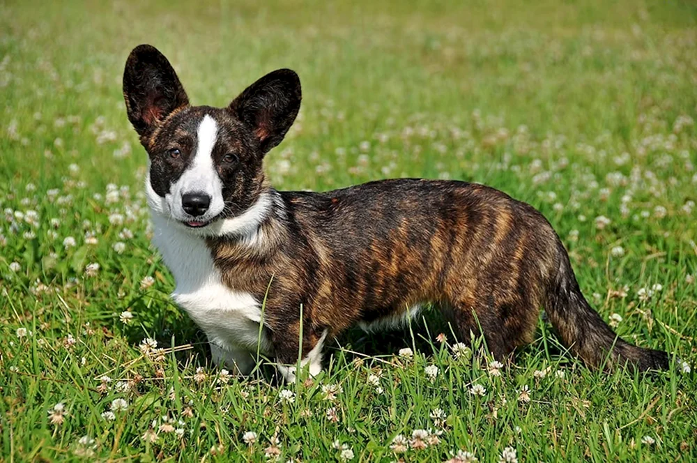 Japanischer Tiger Akita Inu