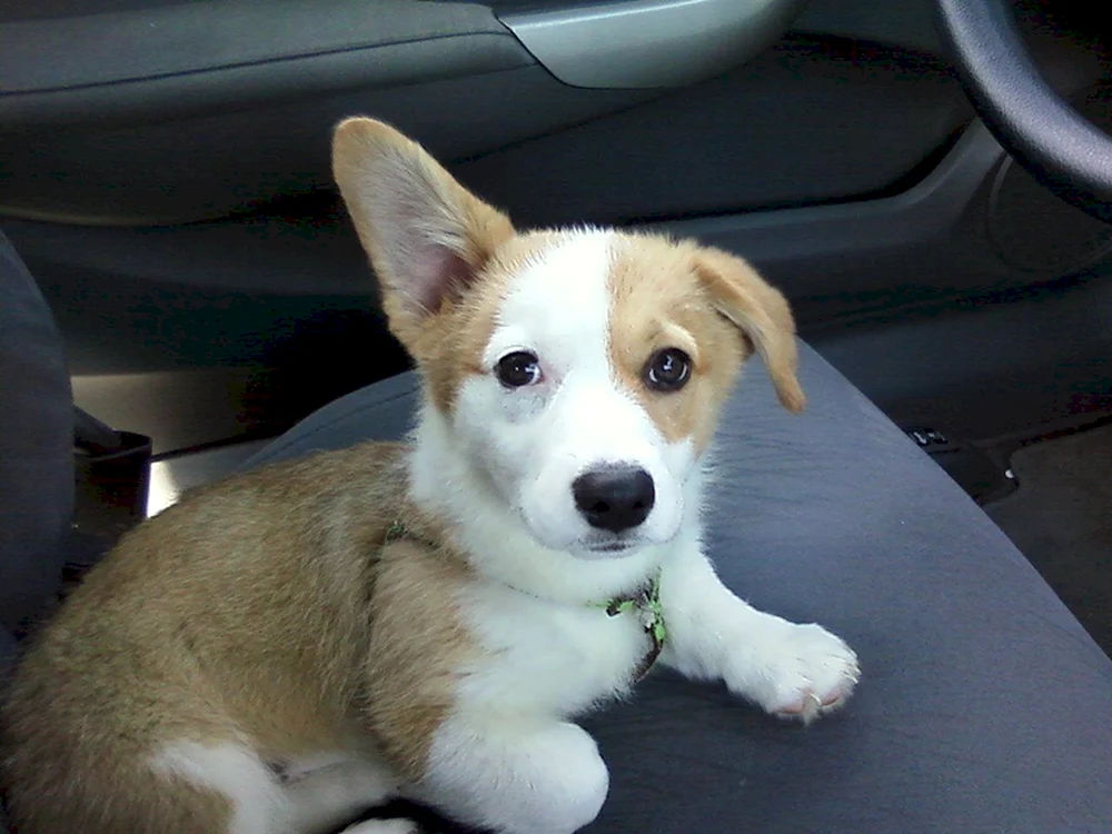 Welsh Corgi Cardigan