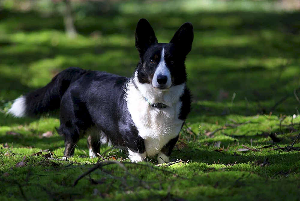 Welsh Corgi rot