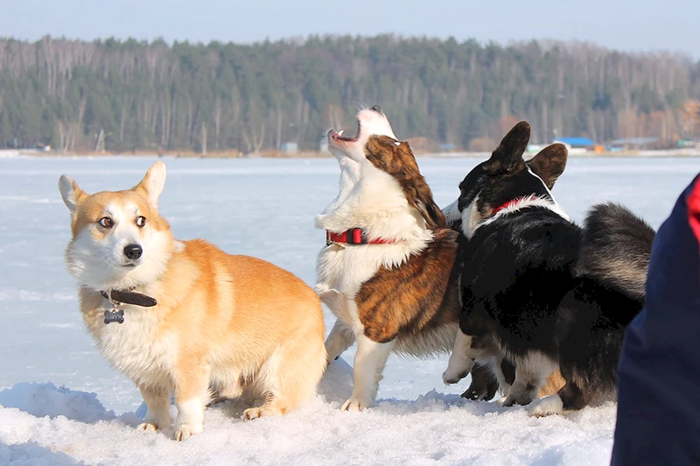Pembroke Corgi