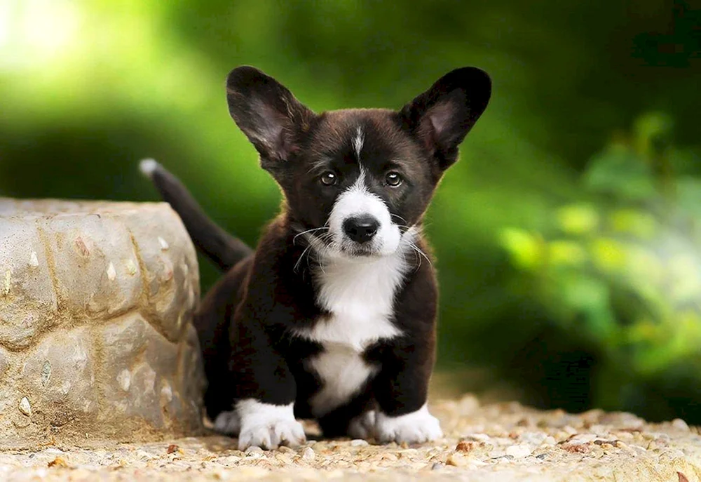 Welsh corgi cardigan