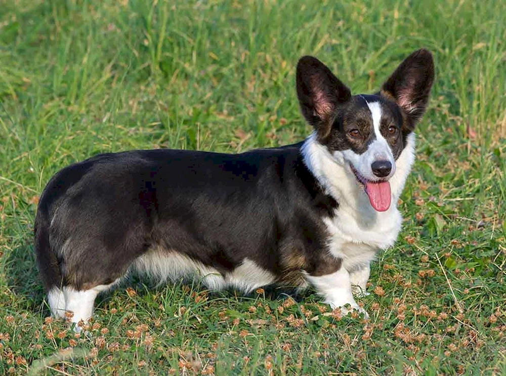 Welsh Corgi Strickjacke