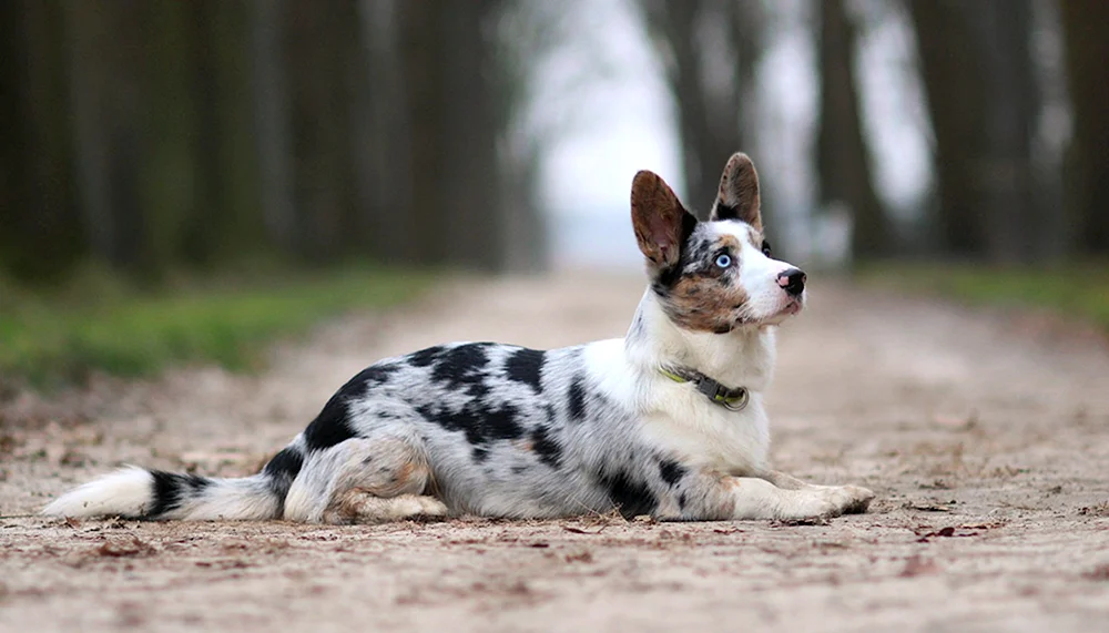 Welsh Corgi Strickjacke