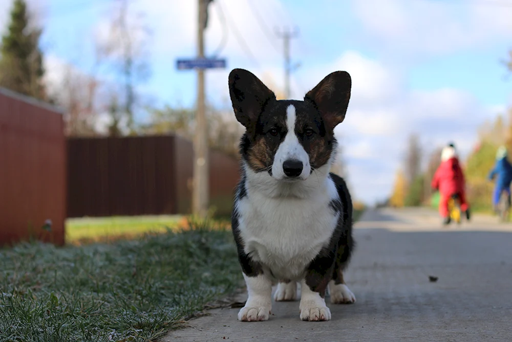 Welsh Corgi Strickjacke