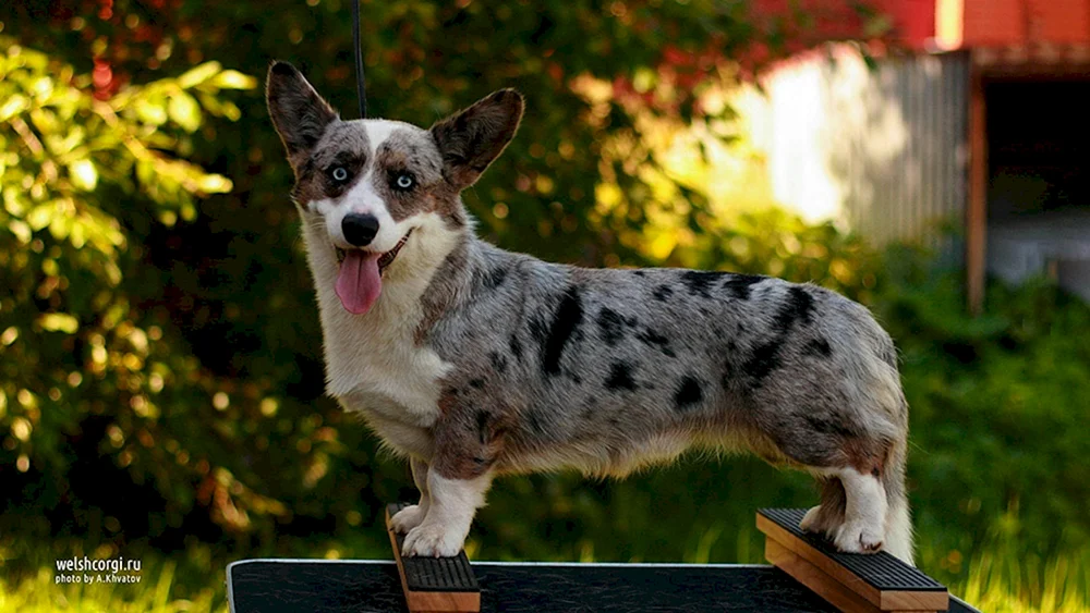 Welsh Corgi Strickjacke