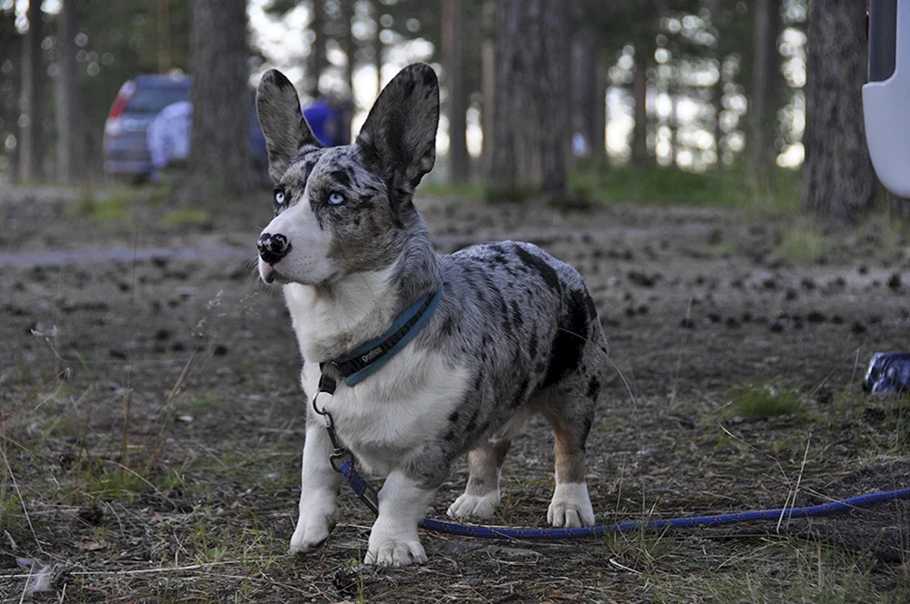 Welsh Corgi Pembroke Merle