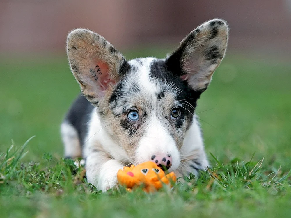 Welsh Corgi Strickjacke marmoriert