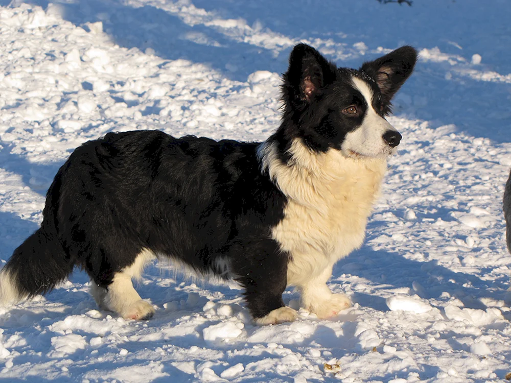 Welsh Corgi Strickjacke Blau Merle Fluffy