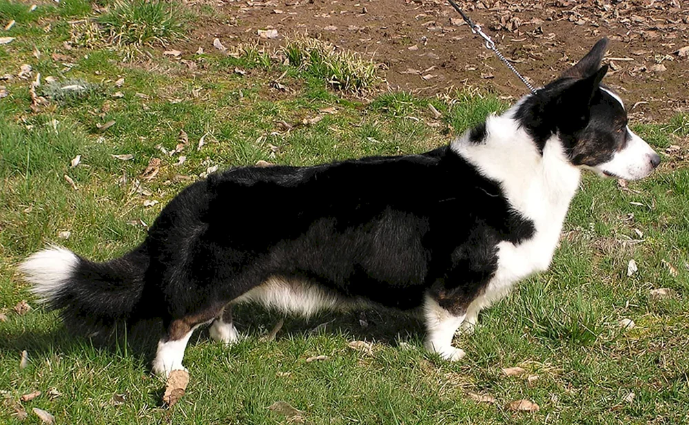 Welsh Corgi Strickjacke schwarz