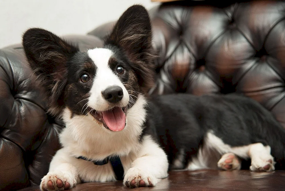Welsh Corgi Strickjacke schwarz