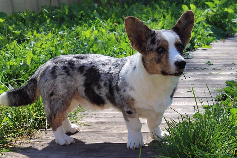 Welsh Corgi Strickjacke Marmor