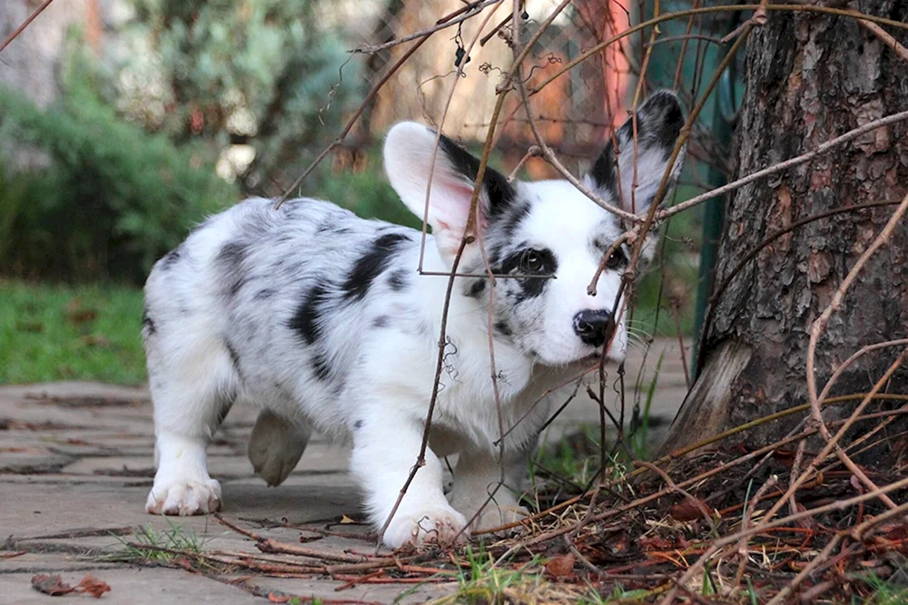 Welsh Corgi Strickjacke Marmor