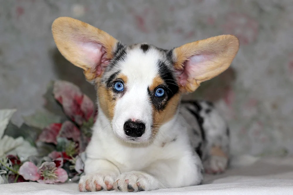 Corgi Strickjacke Blue Merle
