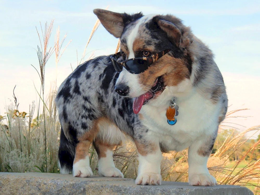 Corgi Blue Merle
