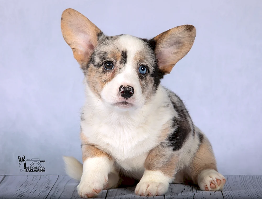 Welsh Corgi Strickjacke Marmor