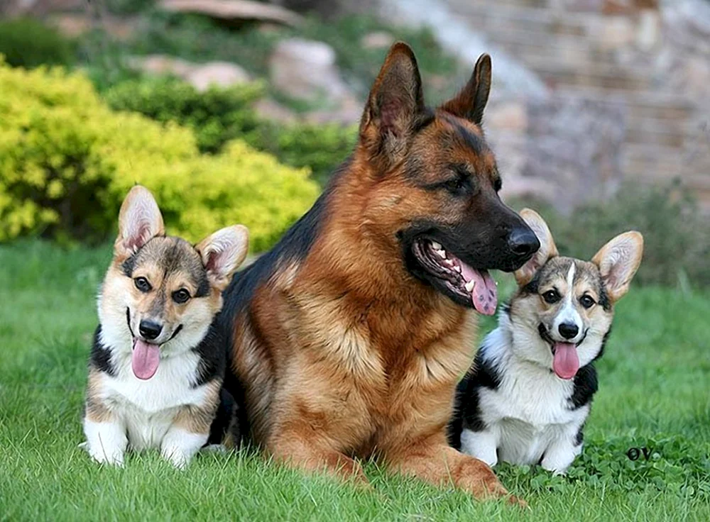 Miniatur-Schäferhund