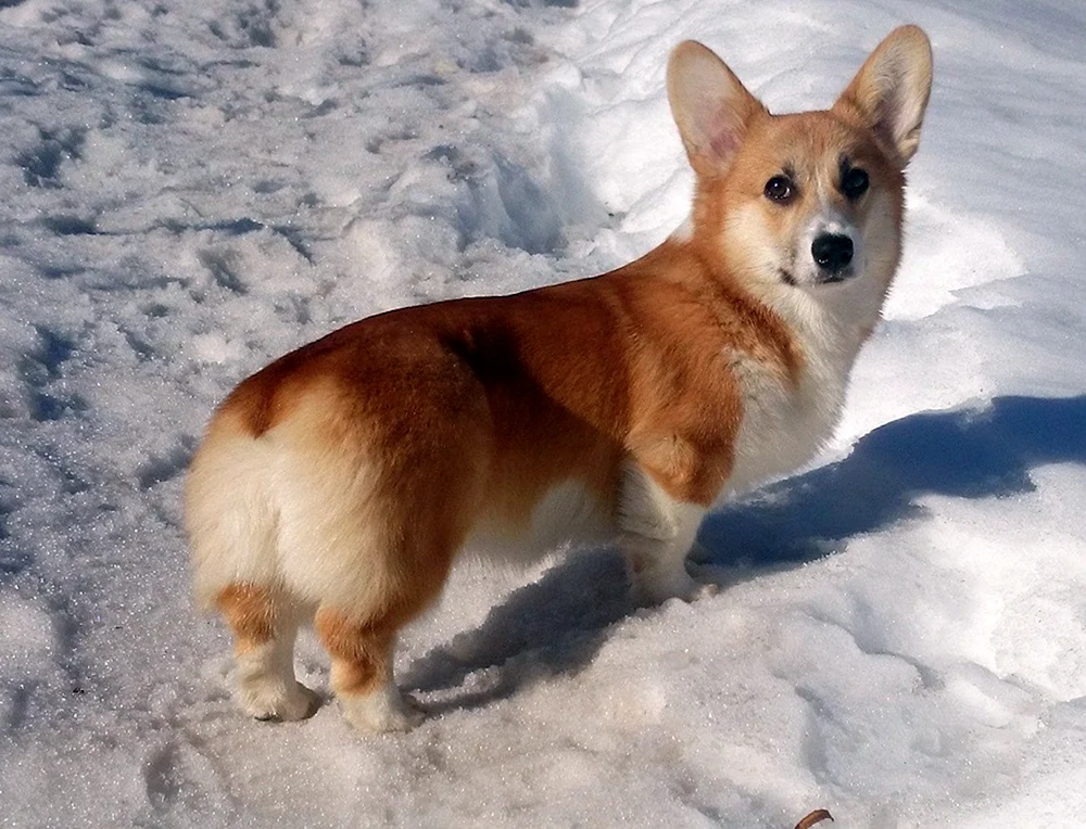 Welsh Corgi Schäferhund