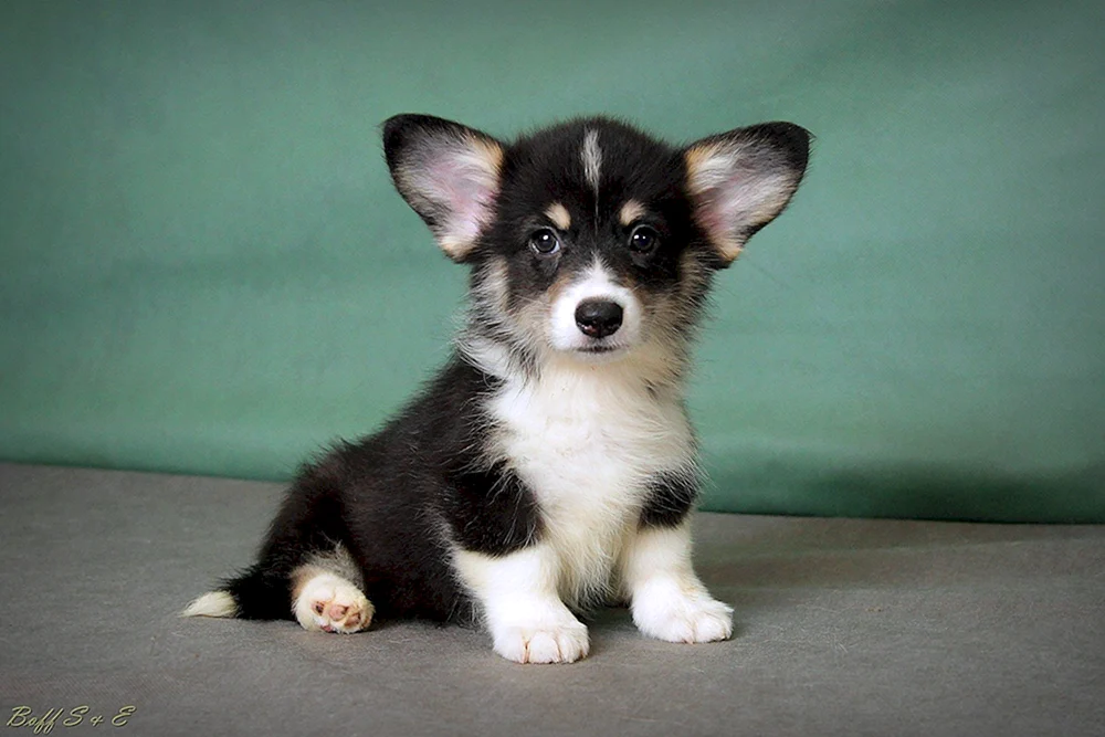Welsh Corgi Pembroke