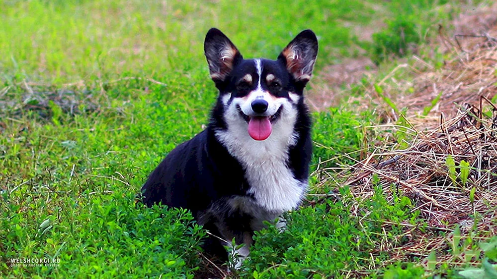 Welsh corgi pembroke black
