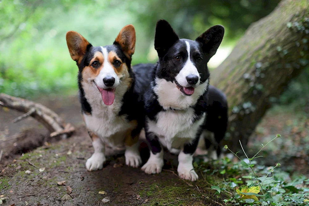 Welsh Corgi Pembroke schwarz