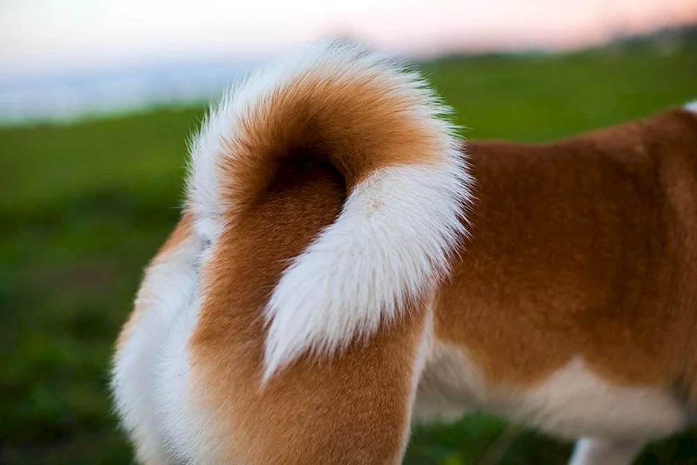 Fuchs Haarschnitt Spitz unter foxy