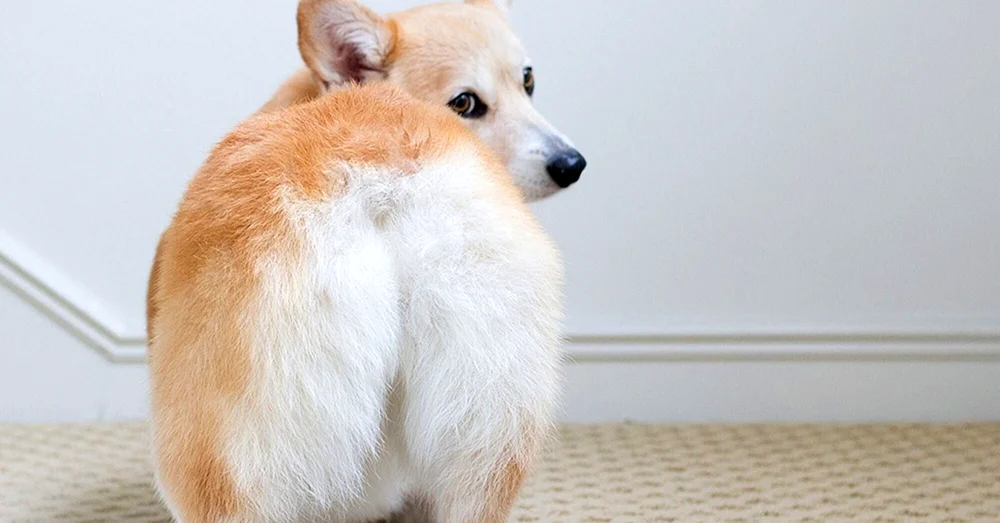 Welsh Corgi Pembroke Fluffy