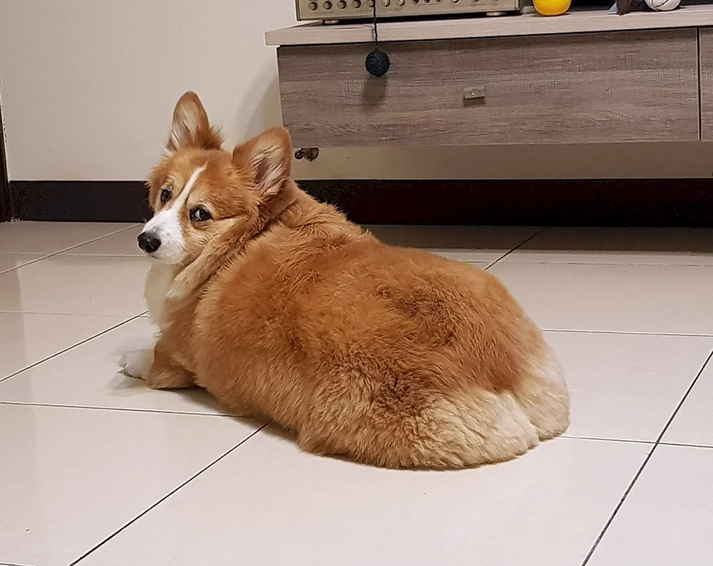 Welsh Corgi Pembroke Fluffy