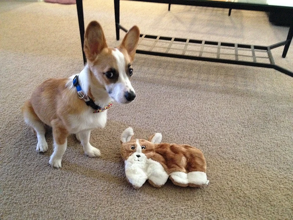 Corgi Brötchen