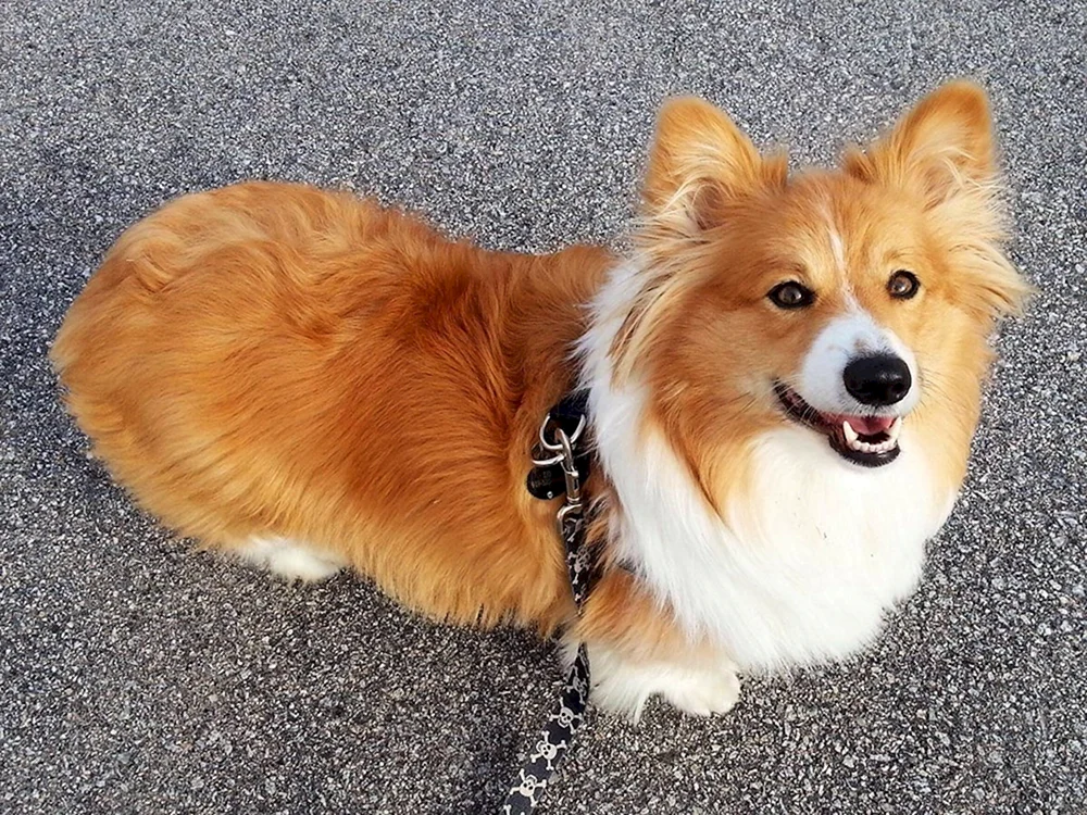 Sheltie Hund