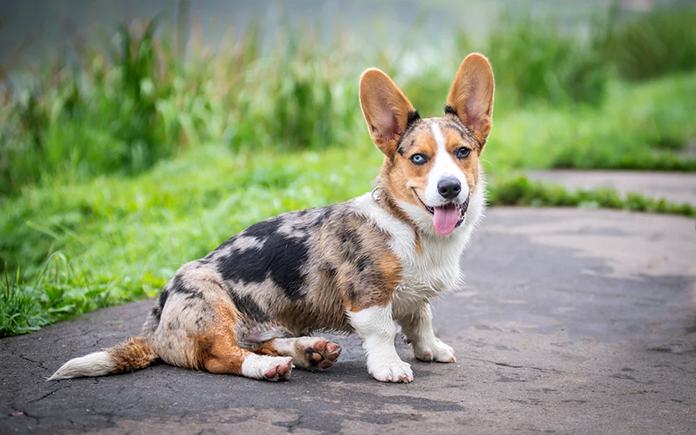 Welsh Corgi Strickjacke