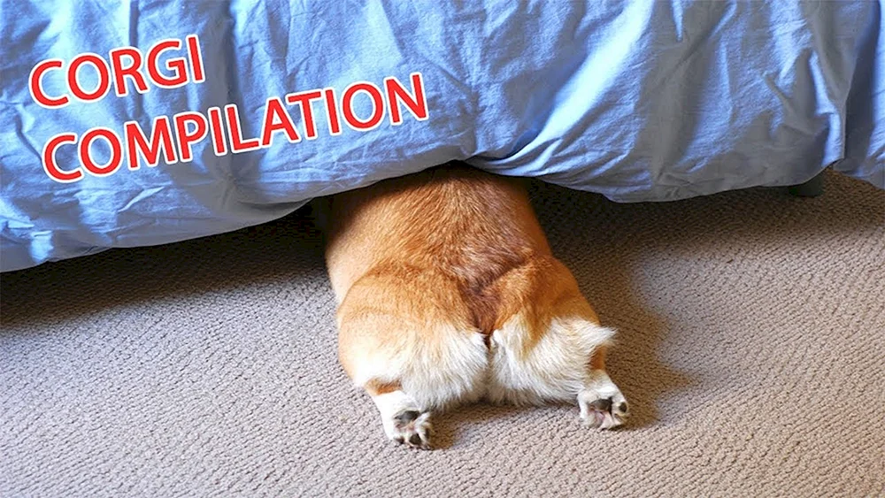 Welsh Corgi Pembroke Hintern