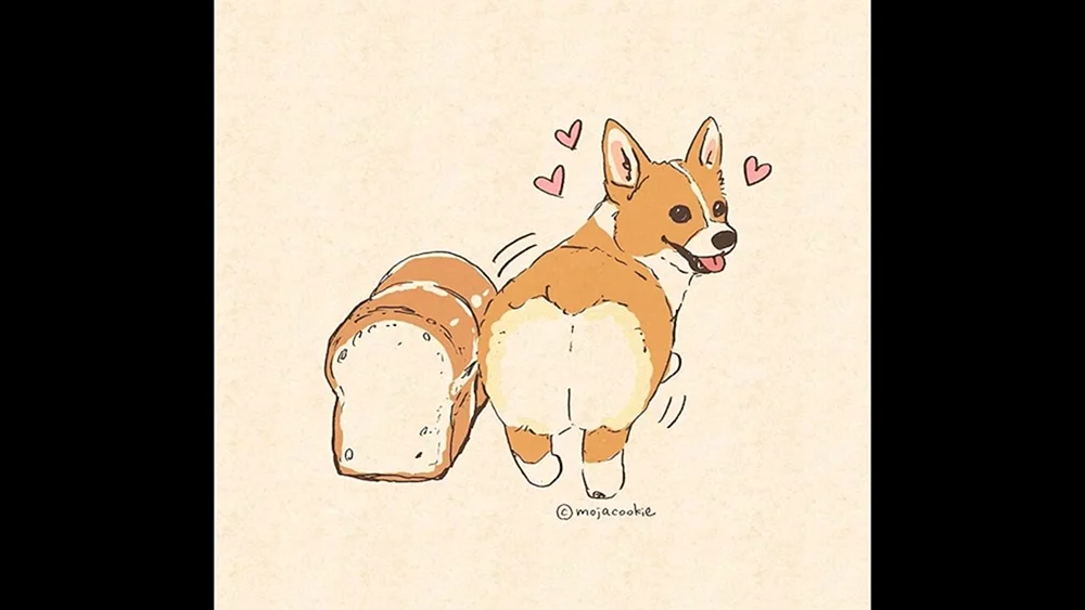 Welsh Corgi Pembroke Färbung