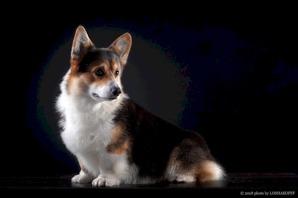Welsh Corgi Pembroke Tricolour
