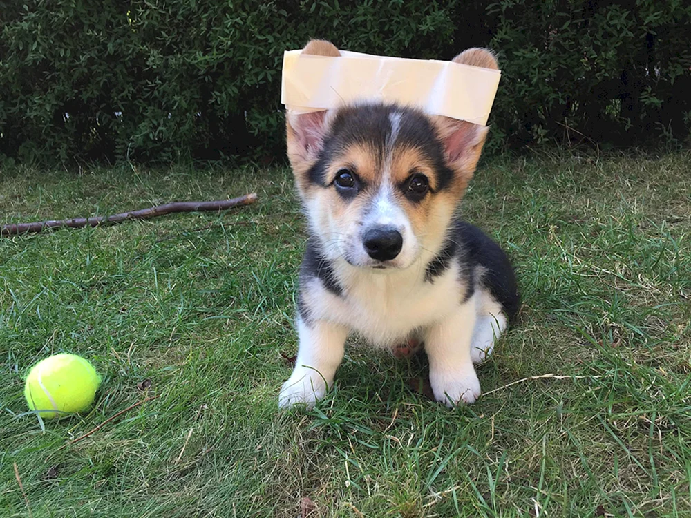 Welsh Corgi Pembroke Ohren