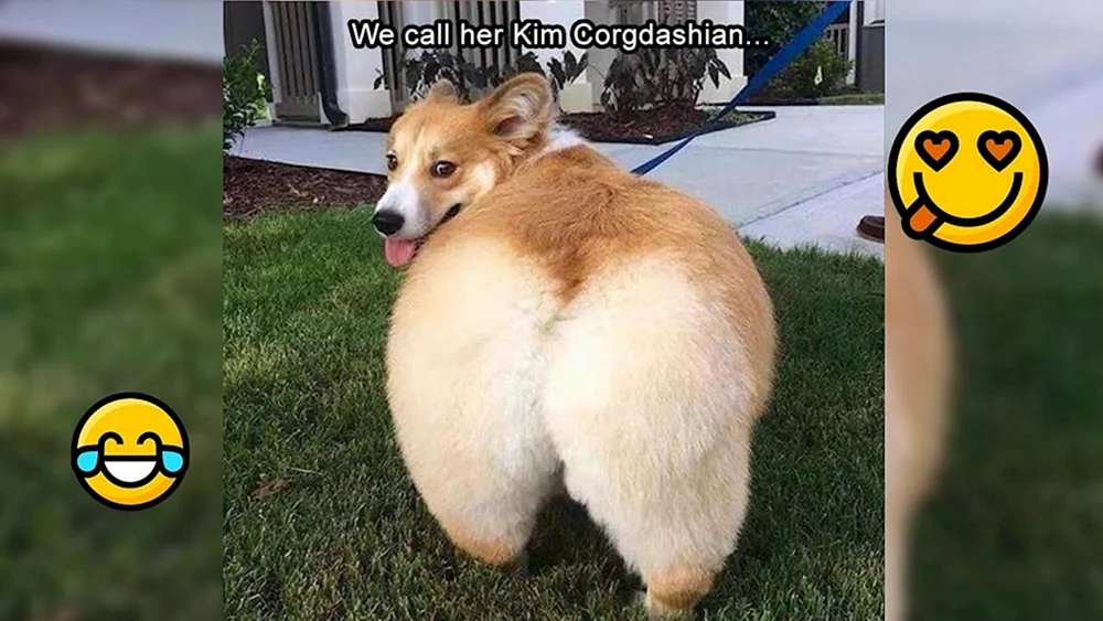 Welsh Corgi Hund Corgi