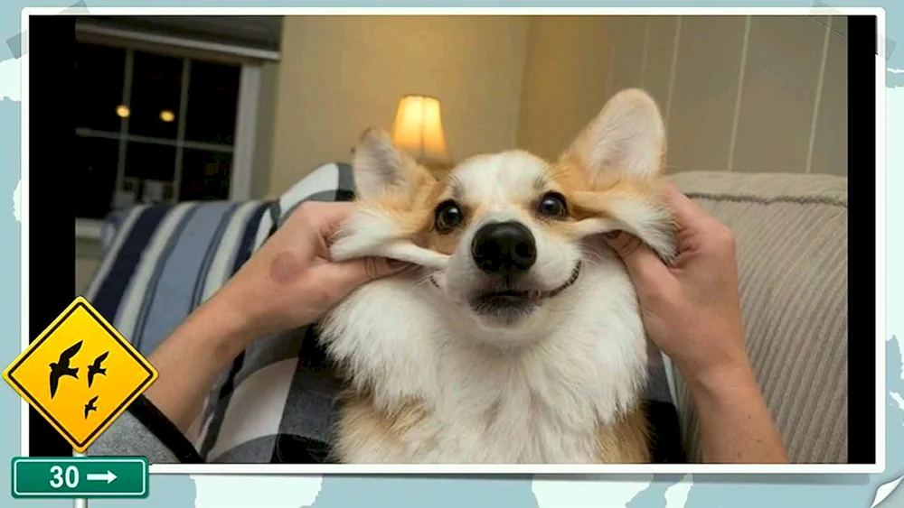Welsh Corgi