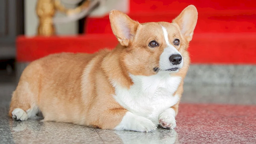 Welsh Corgi