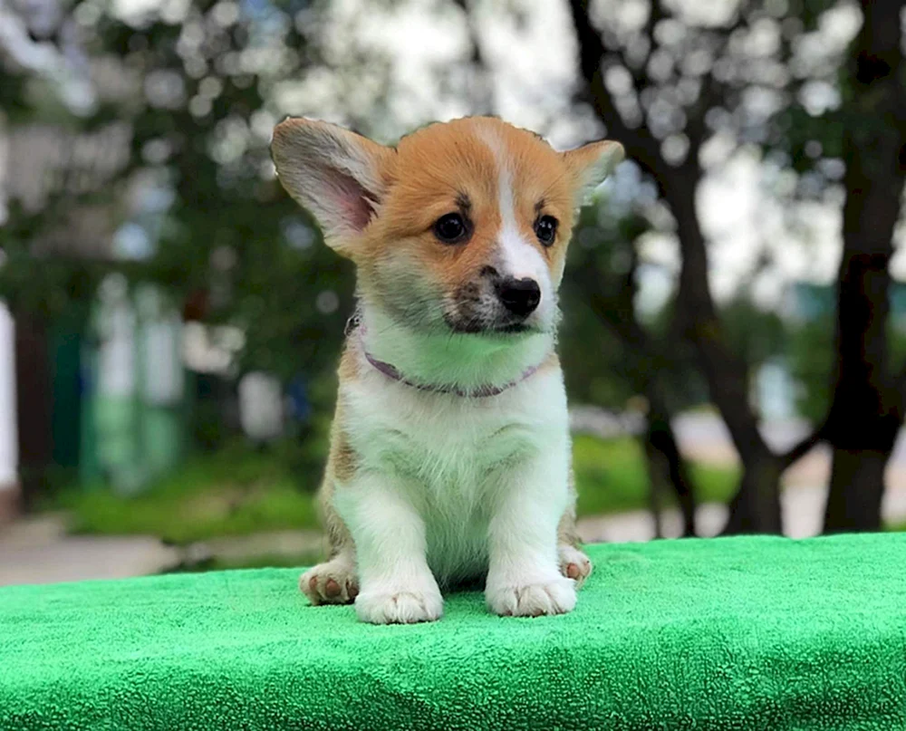 Corgi rot