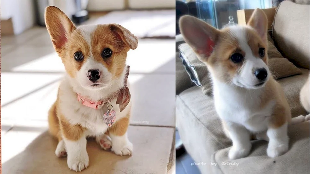 Pomeranian Spitz Dwarf
