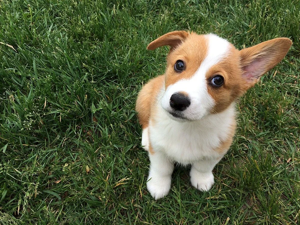 Welsh Corgi Terrier Welsh Corgi Terrier Pembroke Corgi