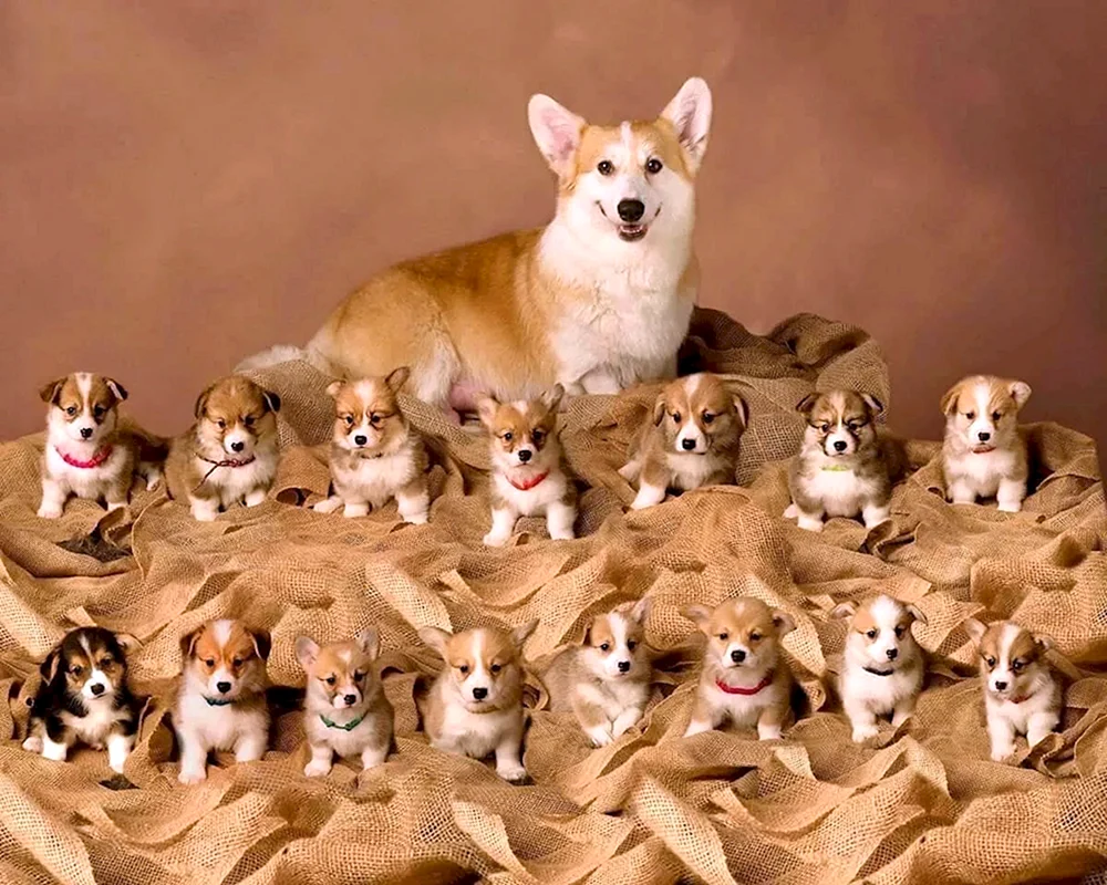 Welsh- Corgi