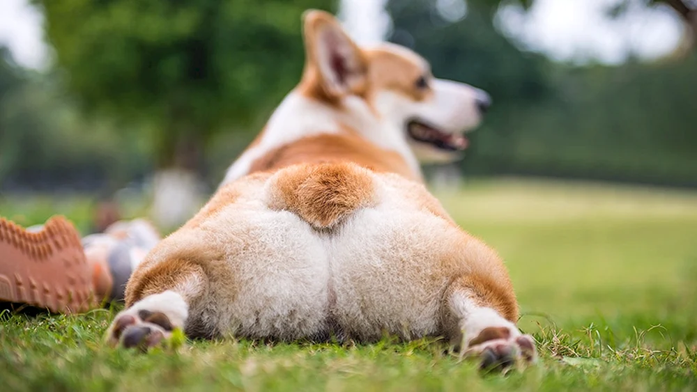 Welsh Corgi corgi